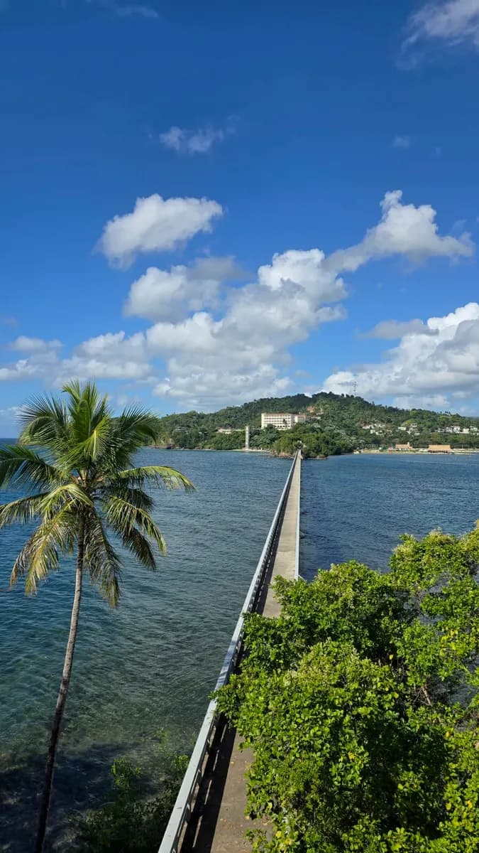 Promenade avec palmiers devant une baie